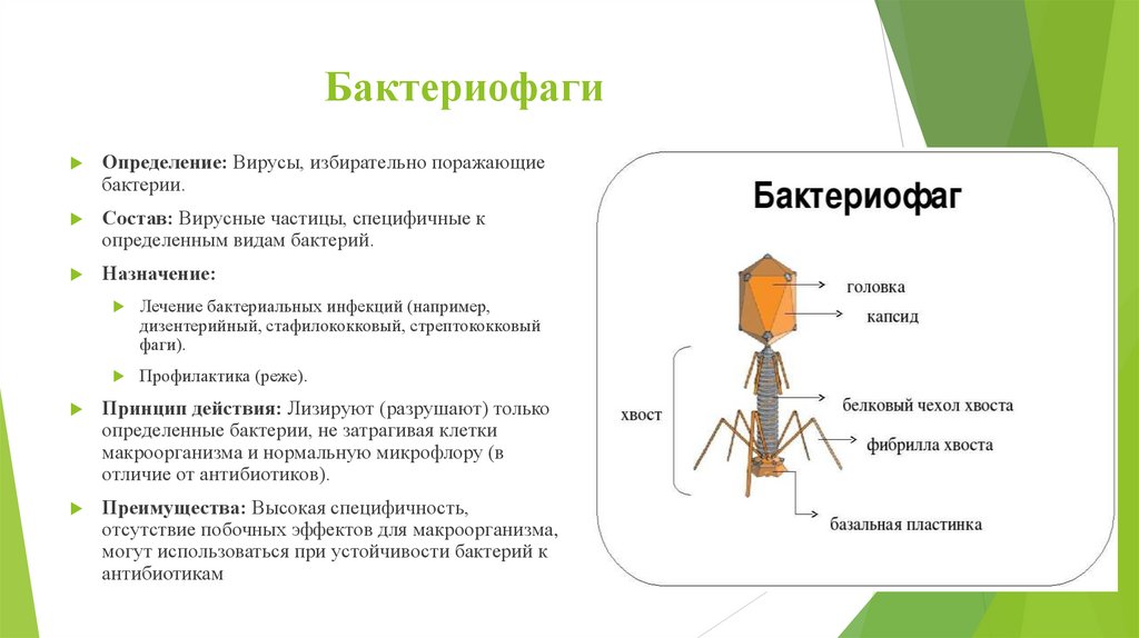 Бактериофаги