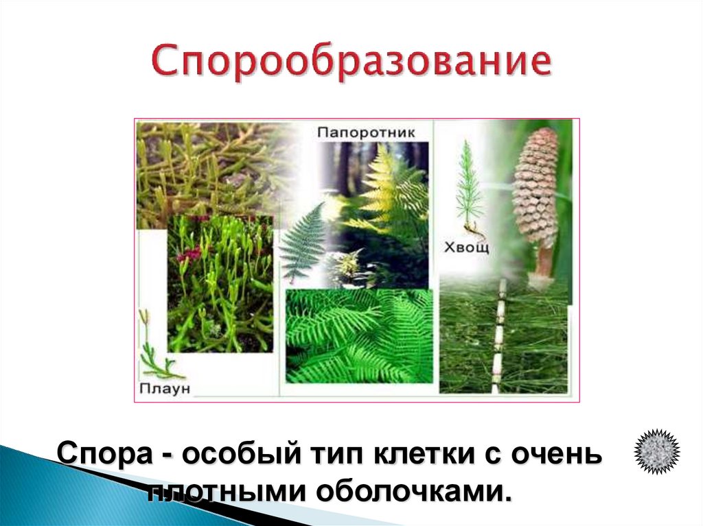 Спорообразование