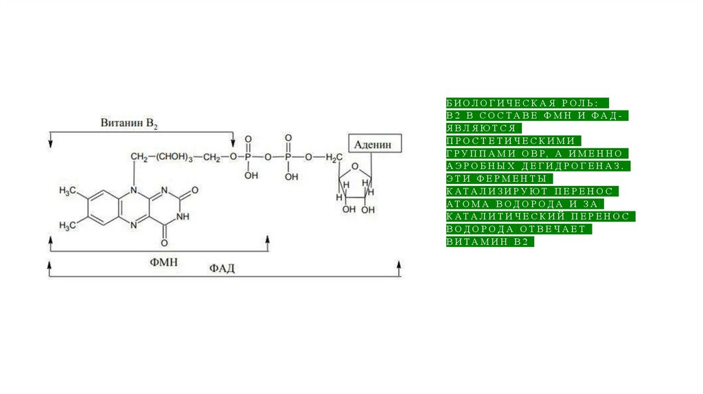 Биологическая роль: В2 в составе ФМН и ФАД- являются простетическими группами ОВР, а именно аэробных дегидрогеназ. Эти ферменты