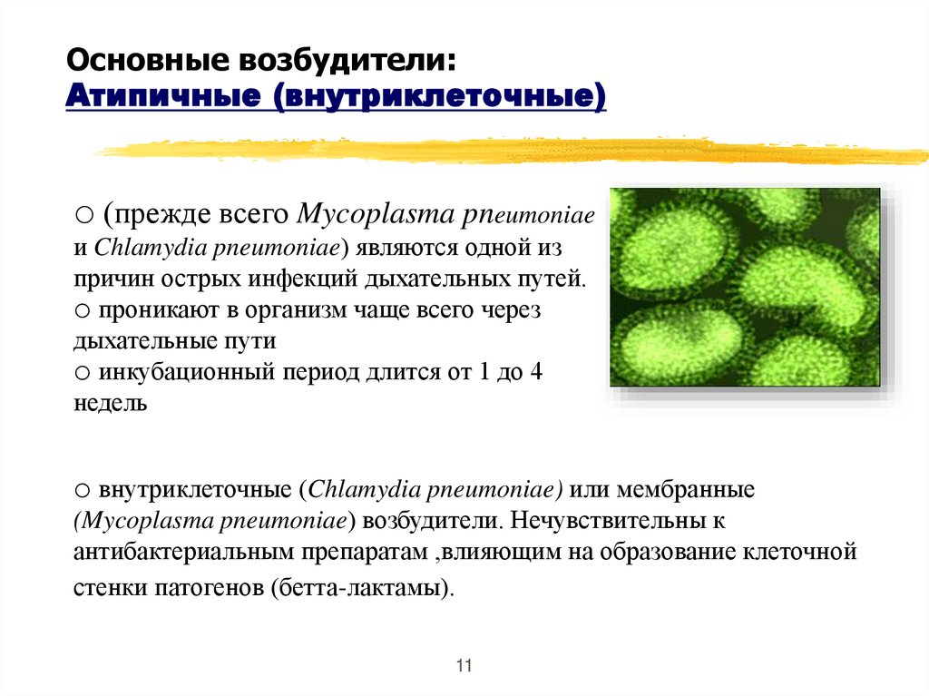 Основные возбудители: Атипичные (внутриклеточные)