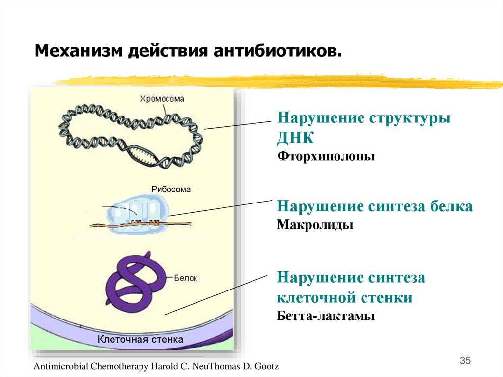 Механизм действия антибиотиков.