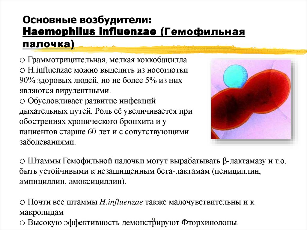 Основные возбудители: Haemophilus influenzae (Гемофильная палочка)