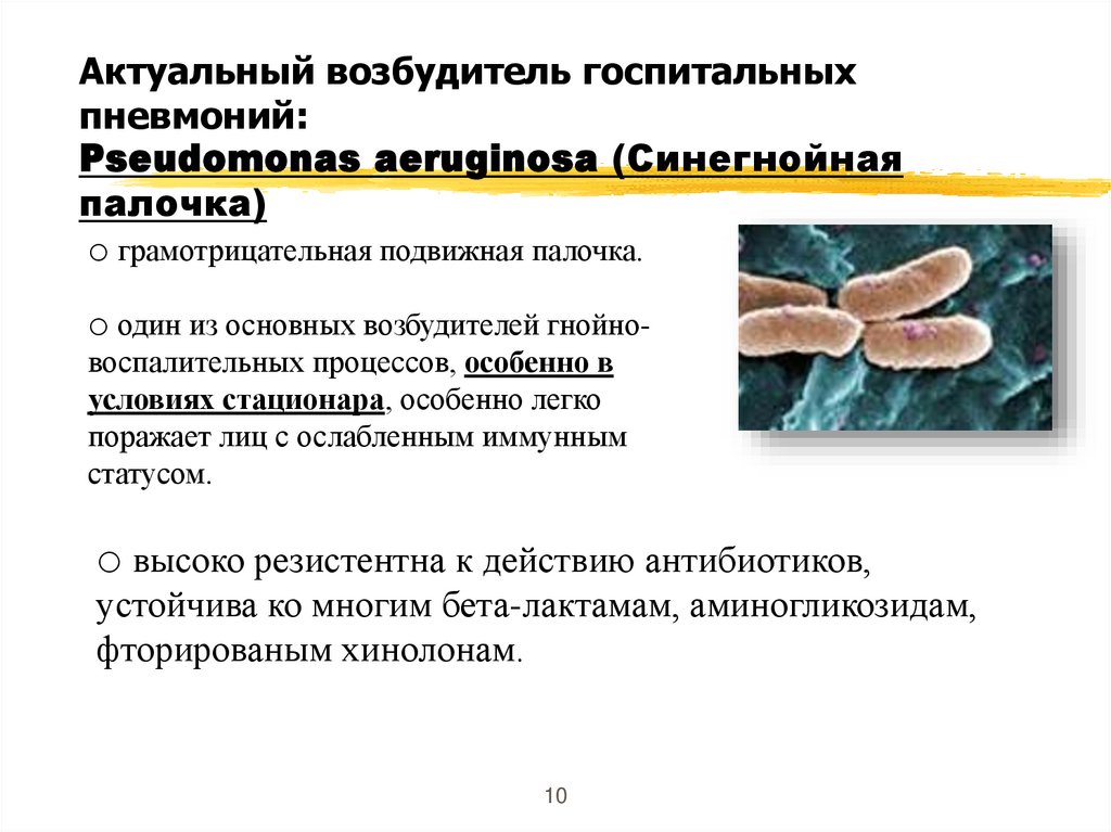 Актуальный возбудитель госпитальных пневмоний: Pseudomonas aeruginosa (Синегнойная палочка)