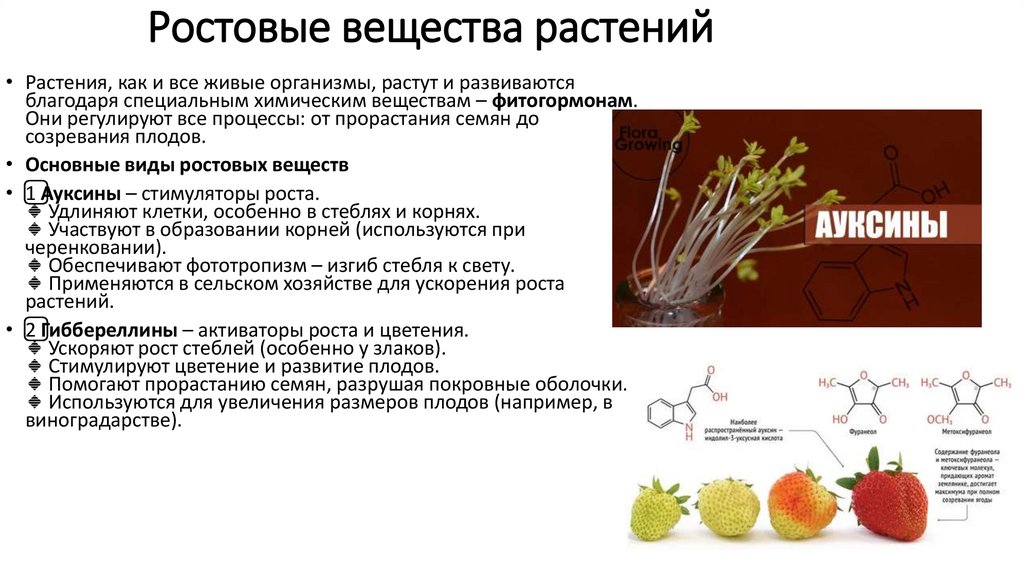 Ростовые вещества растений