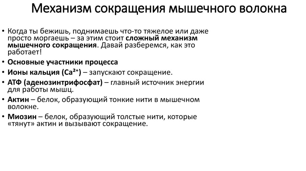 Механизм сокращения мышечного волокна