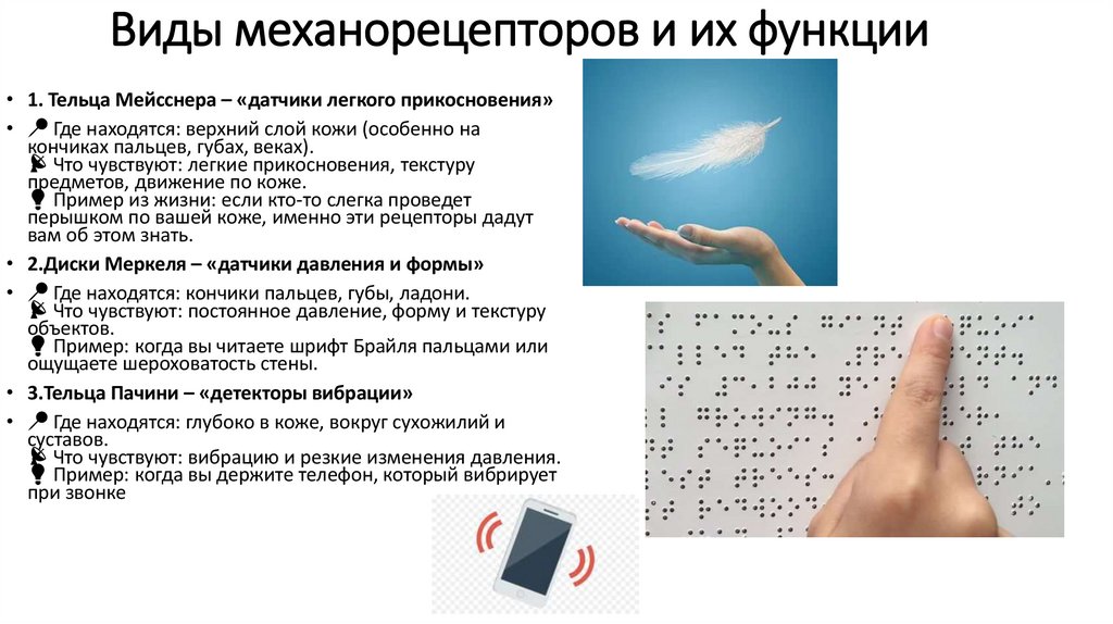 Виды механорецепторов и их функции