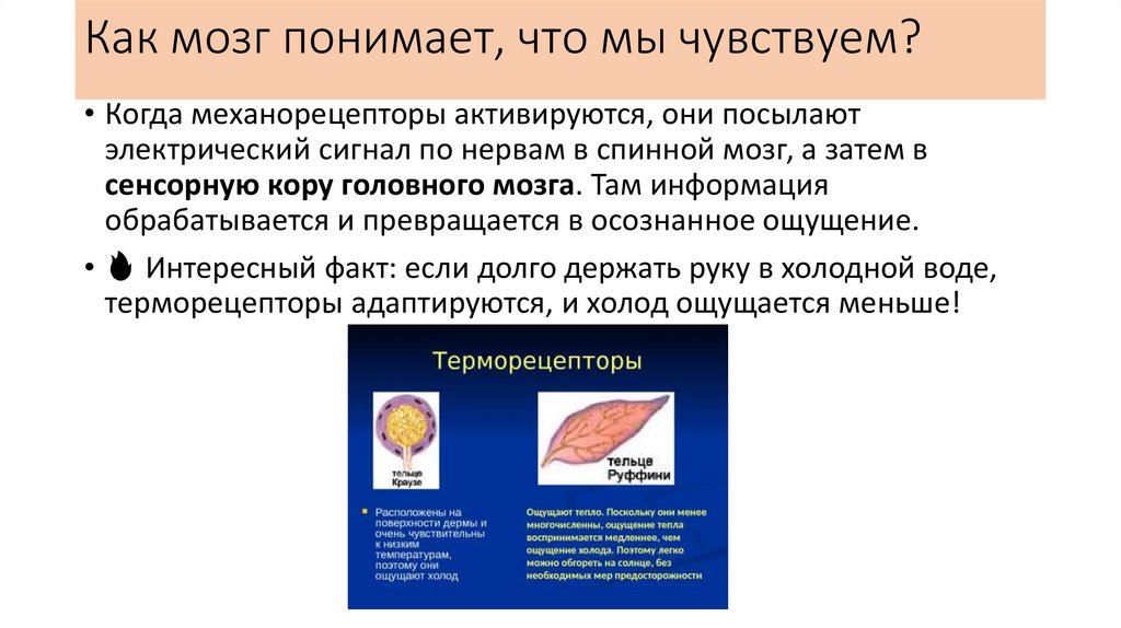 Как мозг понимает, что мы чувствуем?