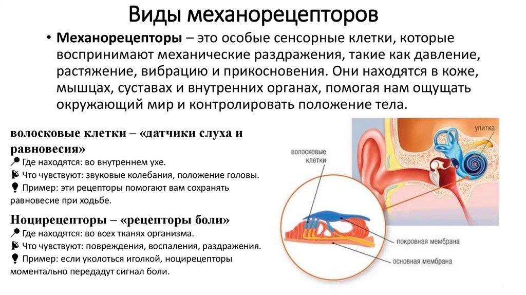 Виды механорецепторов