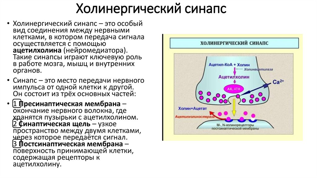 Холинергический синапс