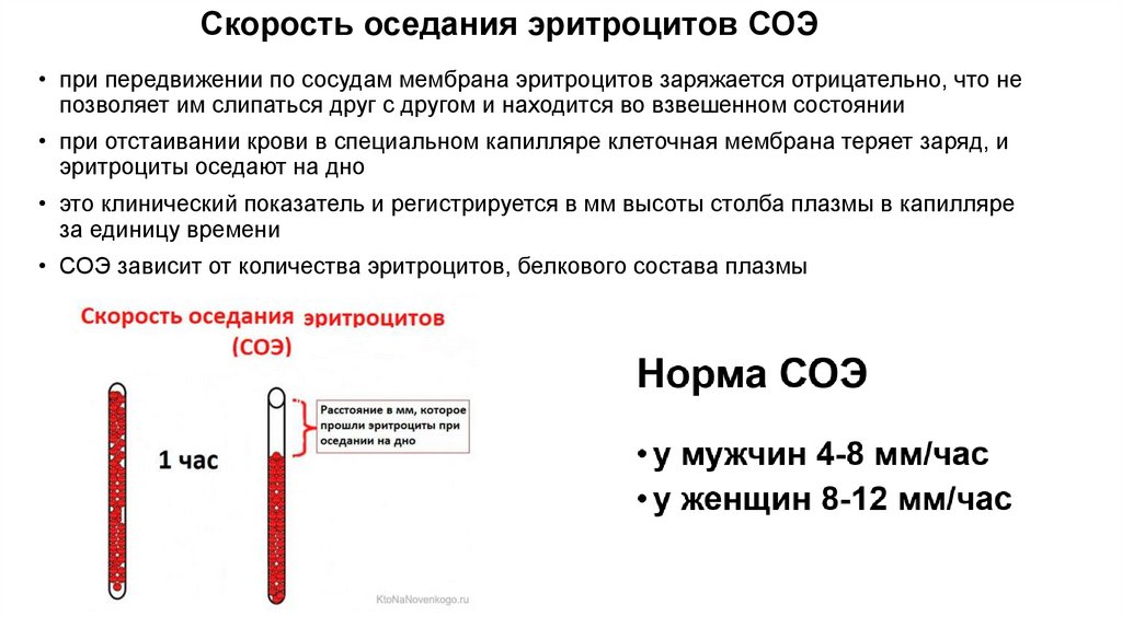 Скорость оседания эритроцитов СОЭ