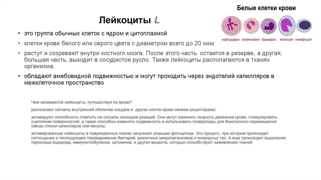 Лейкоциты L