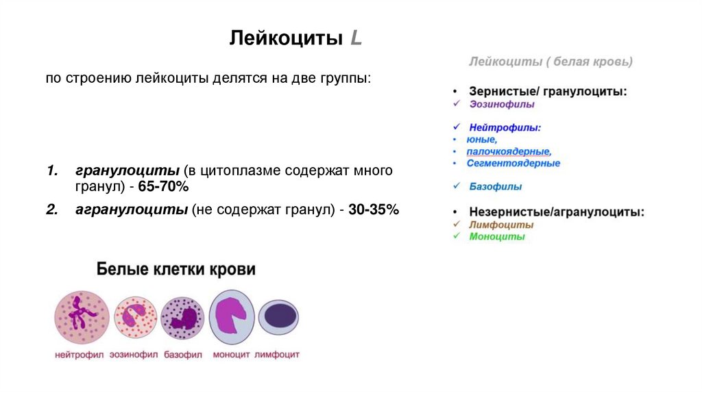Лейкоциты L