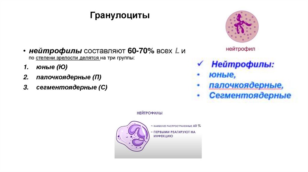 Гранулоциты