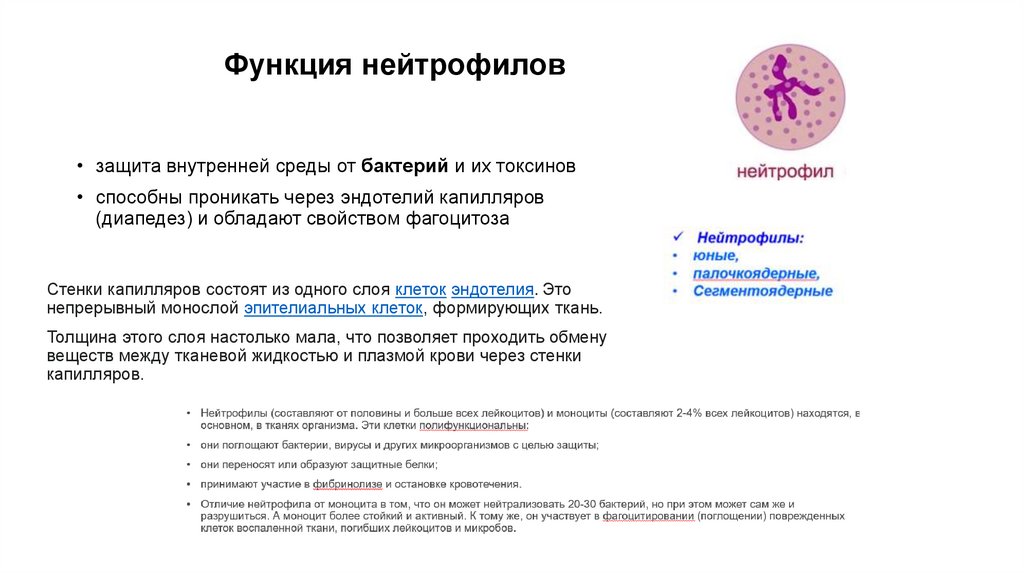 Функция нейтрофилов