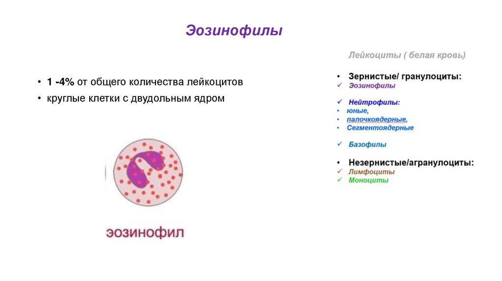 Эозинофилы