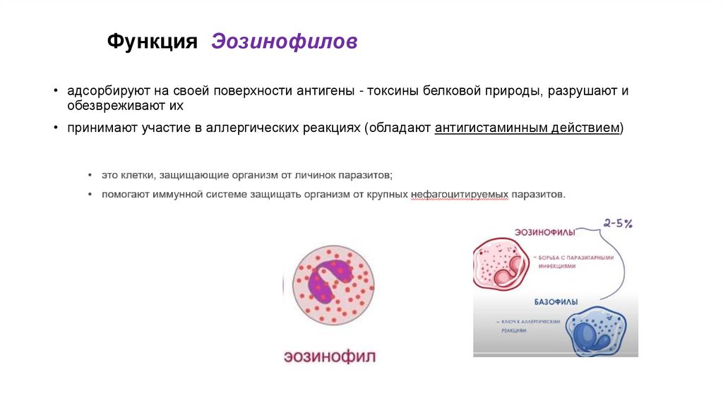 Функция Эозинофилов