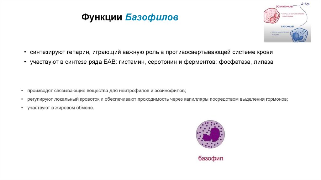 Функции Базофилов