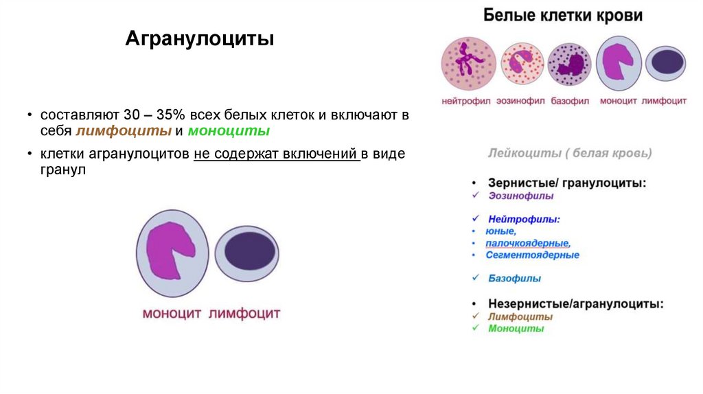 Агранулоциты