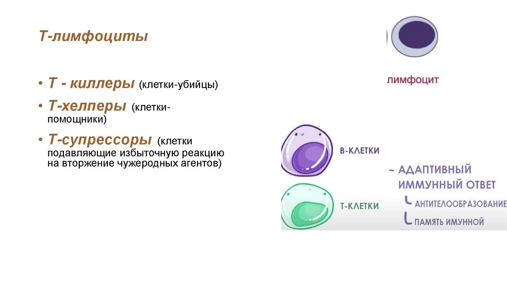 Т-лимфоциты