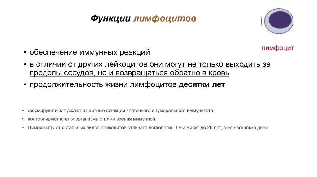 Функции лимфоцитов