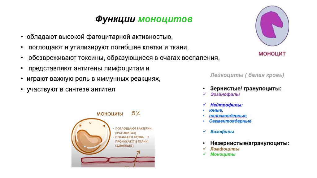 Функции моноцитов