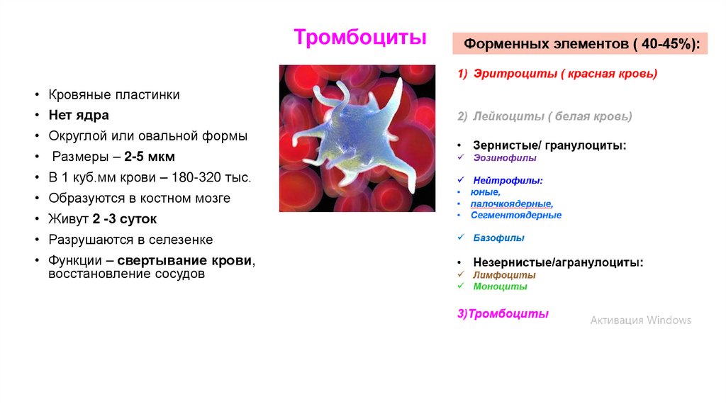 Тромбоциты