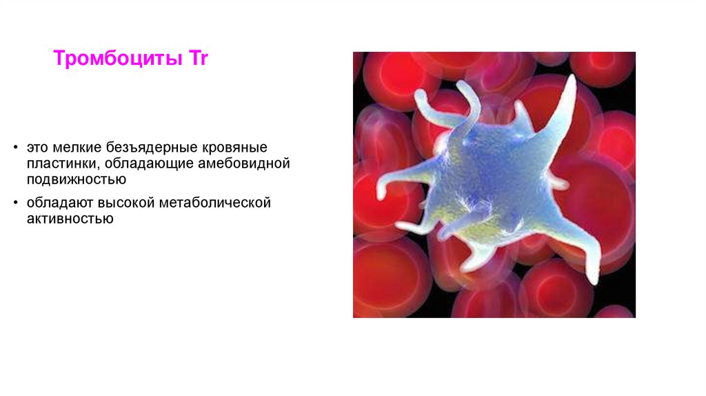 Тромбоциты Tr