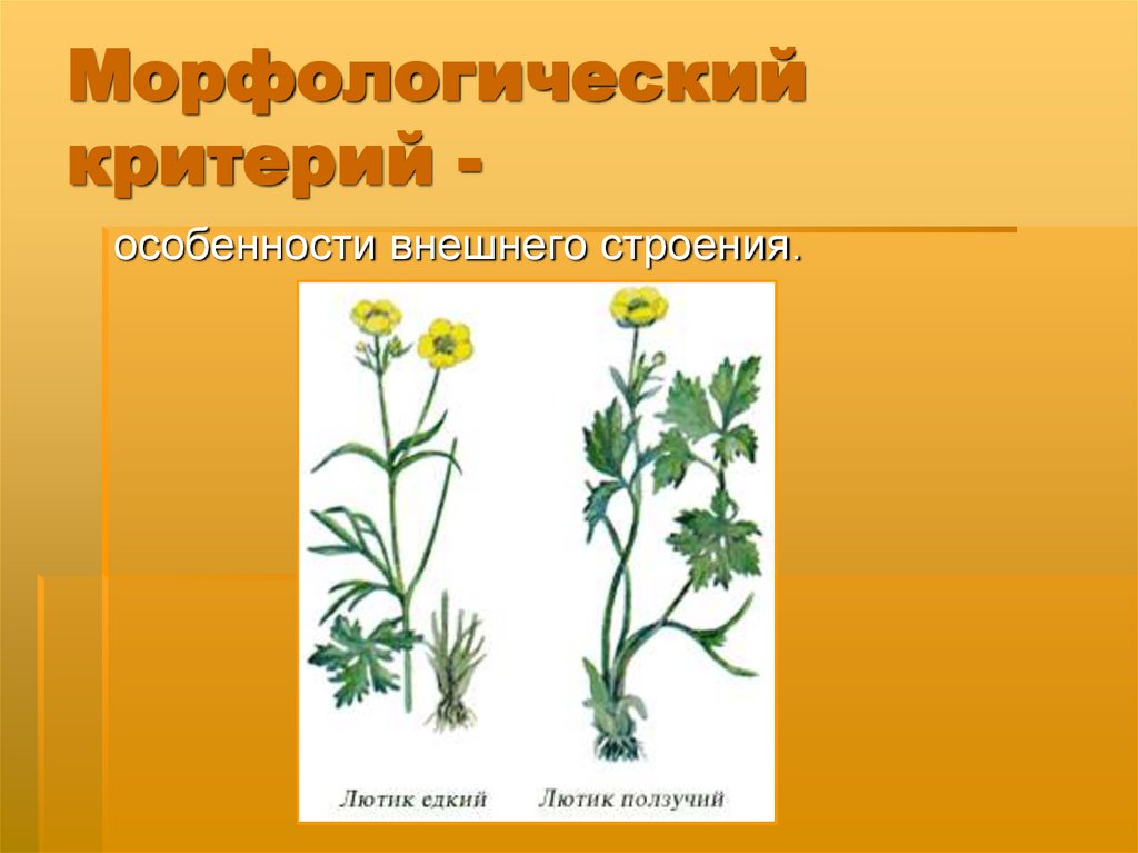 Морфологический критерий -