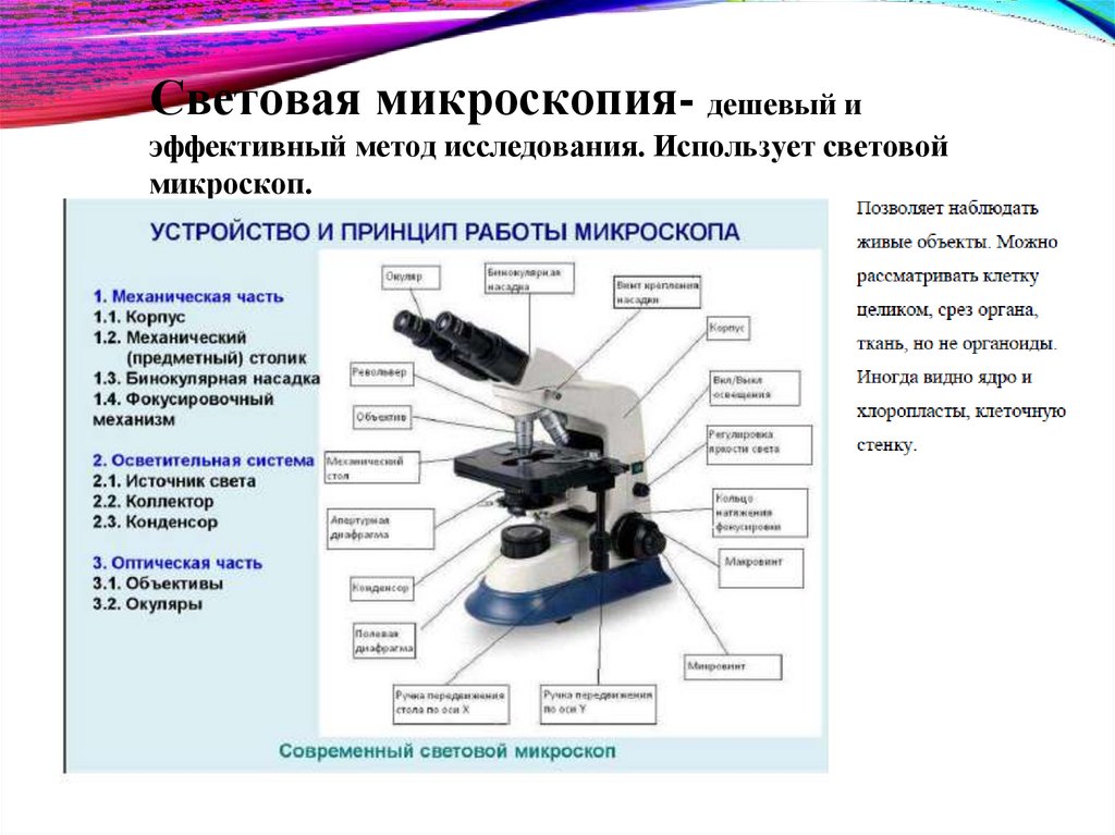 Световая микроскопия- дешевый и эффективный метод исследования. Использует световой микроскоп.
