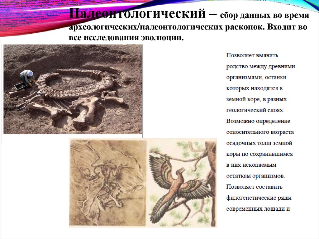 Палеонтологический – сбор данных во время археологических/палеонтологических раскопок. Входит во все исследования эволюции.
