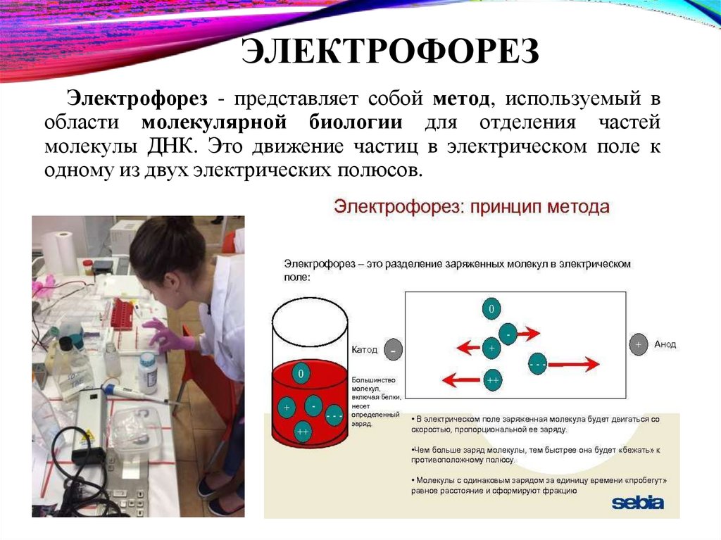 ЭЛЕКТРОФОРЕЗ