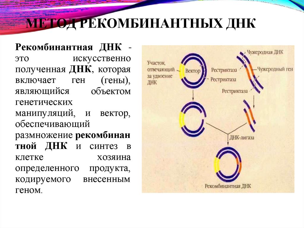 МЕТОД РЕКОМБИНАНТНЫХ ДНК