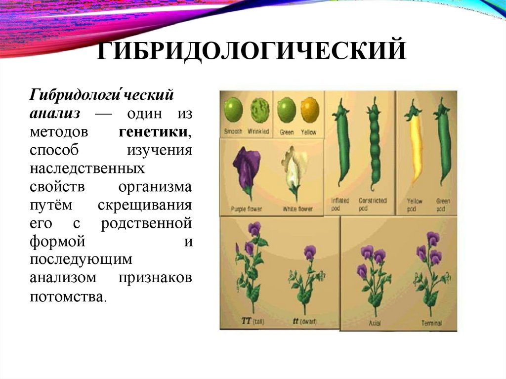 ГИБРИДОЛОГИЧЕСКИЙ