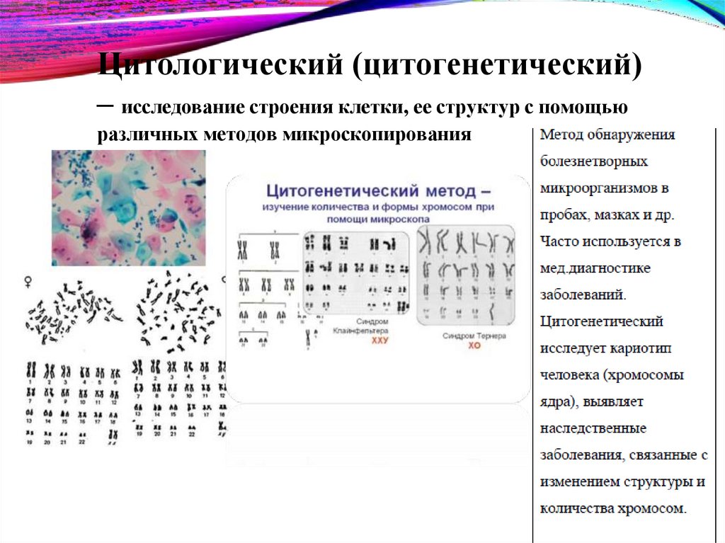 Цитологический (цитогенетический) – исследование строения клетки, ее структур с помощью различных методов микроскопирования