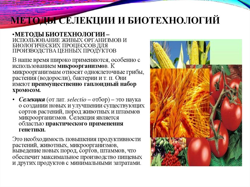 МЕТОДЫ СЕЛЕКЦИИ И БИОТЕХНОЛОГИЙ