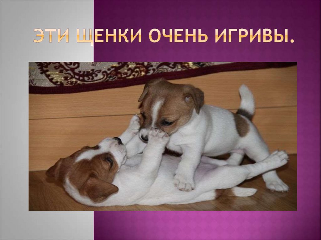 Эти щенки очень игривы.
