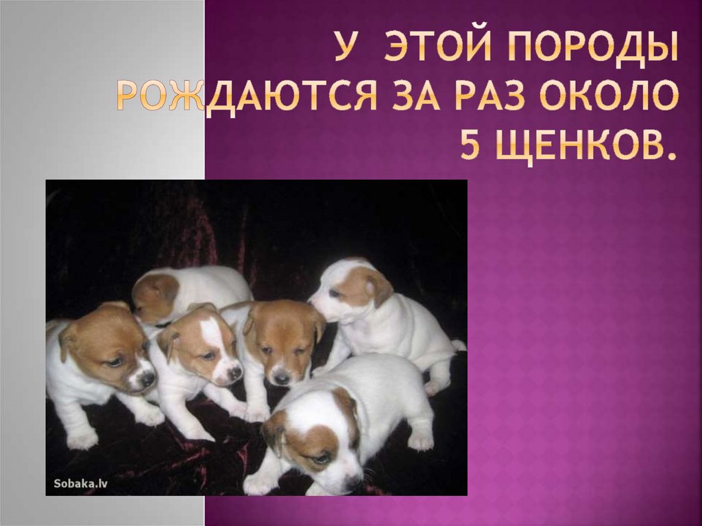 У этой породы рождаются за раз около 5 щенков.