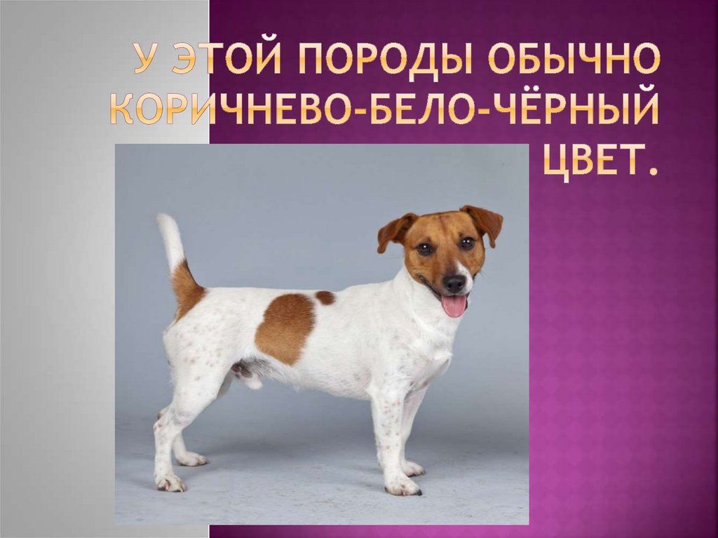 У этой породы обычно коричнево-бело-чёрный цвет.