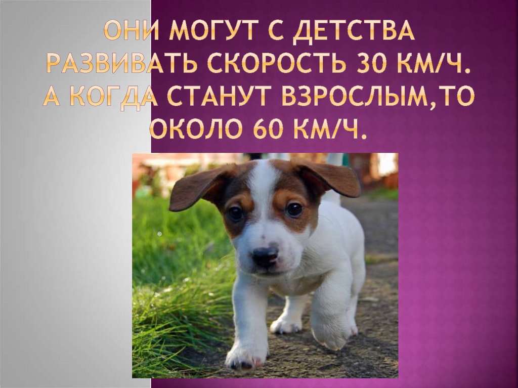 Они могут с детства развивать скорость 30 км/ч. А когда станут взрослым,то около 60 км/ч.