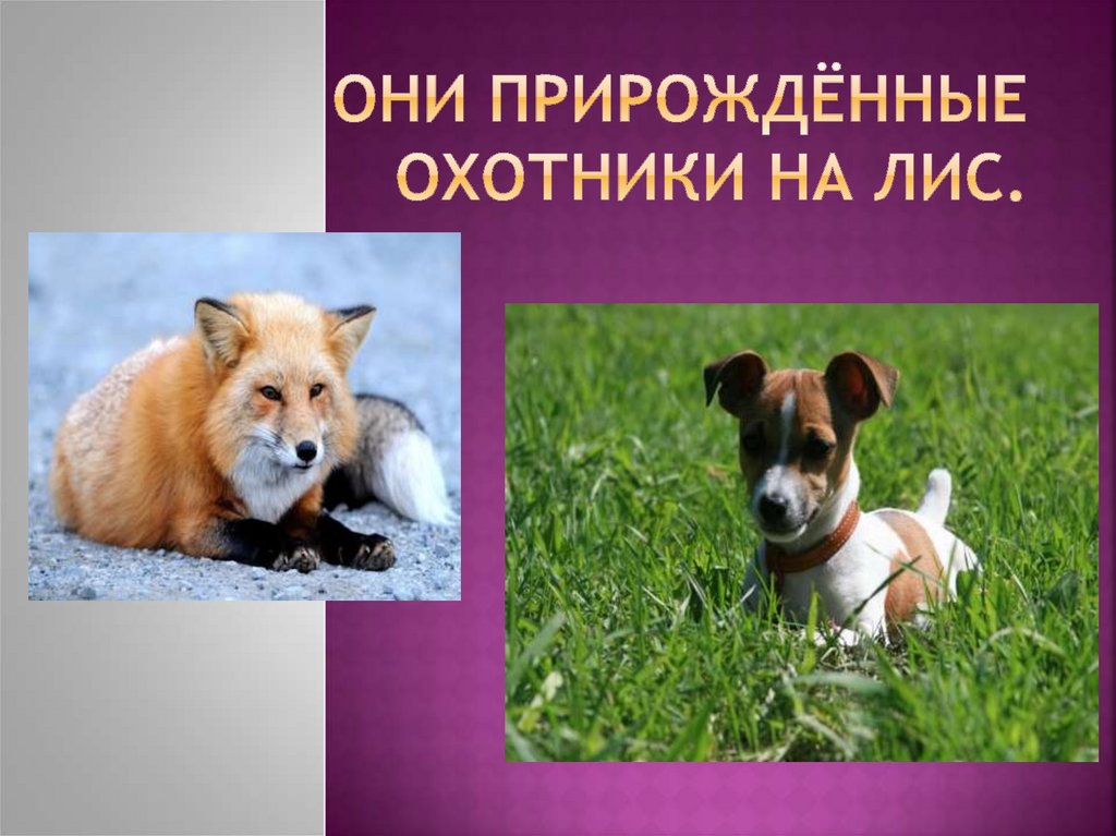 Они прирождённые охотники на лис.