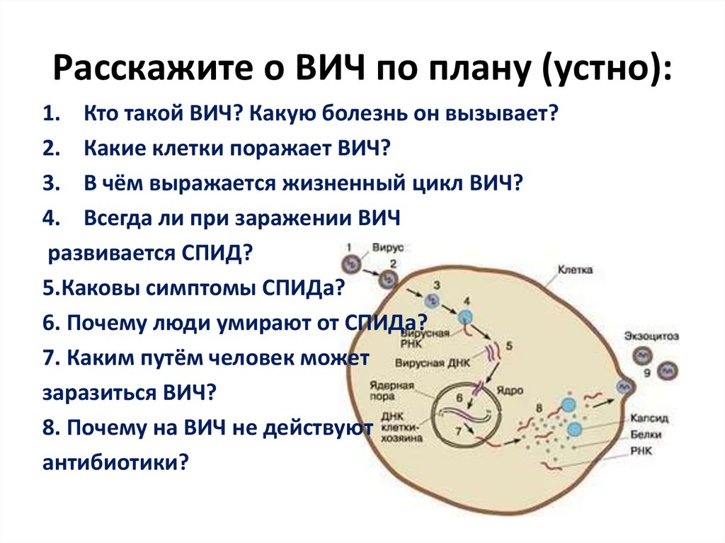 Расскажите о ВИЧ по плану (устно):