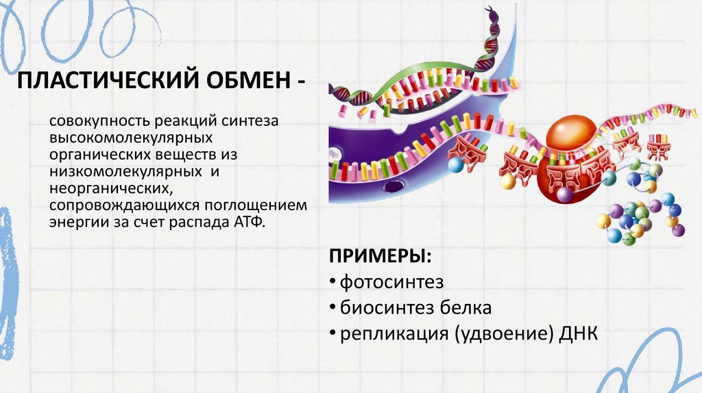 Пластический обмен -