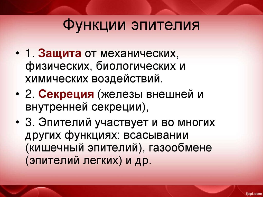 Функции эпителия