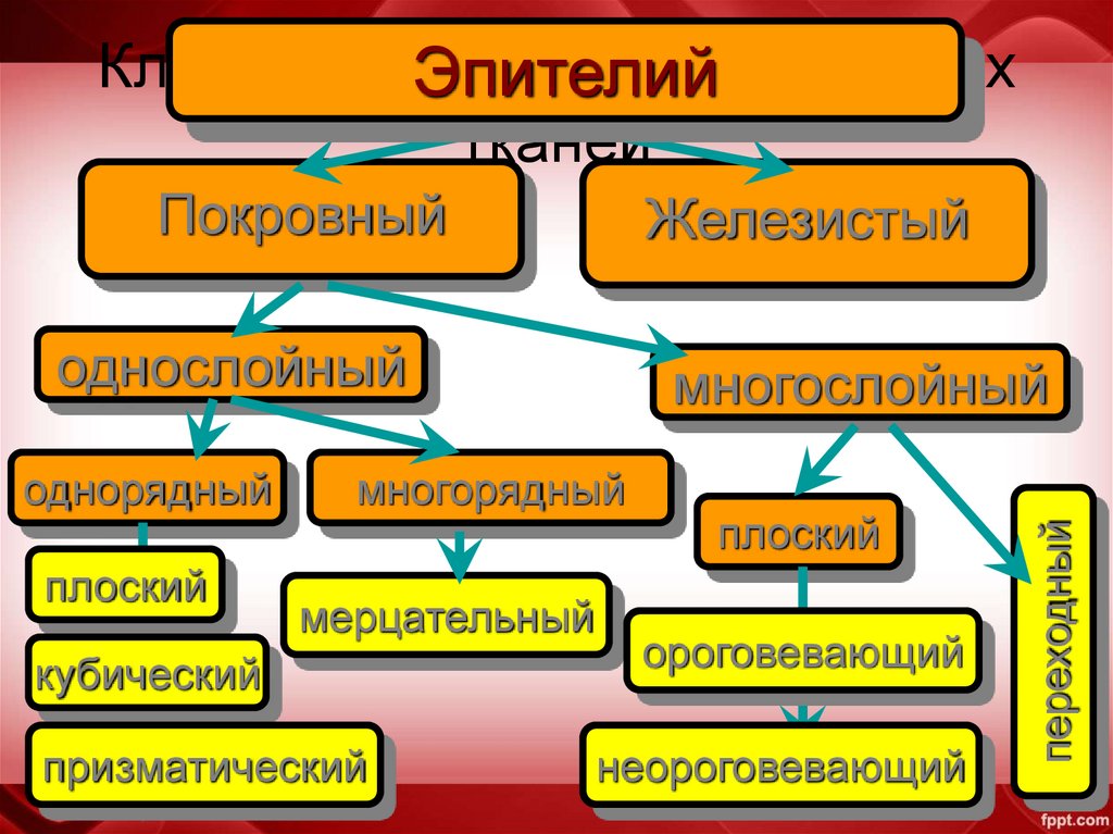 Классификация эпителиальных тканей