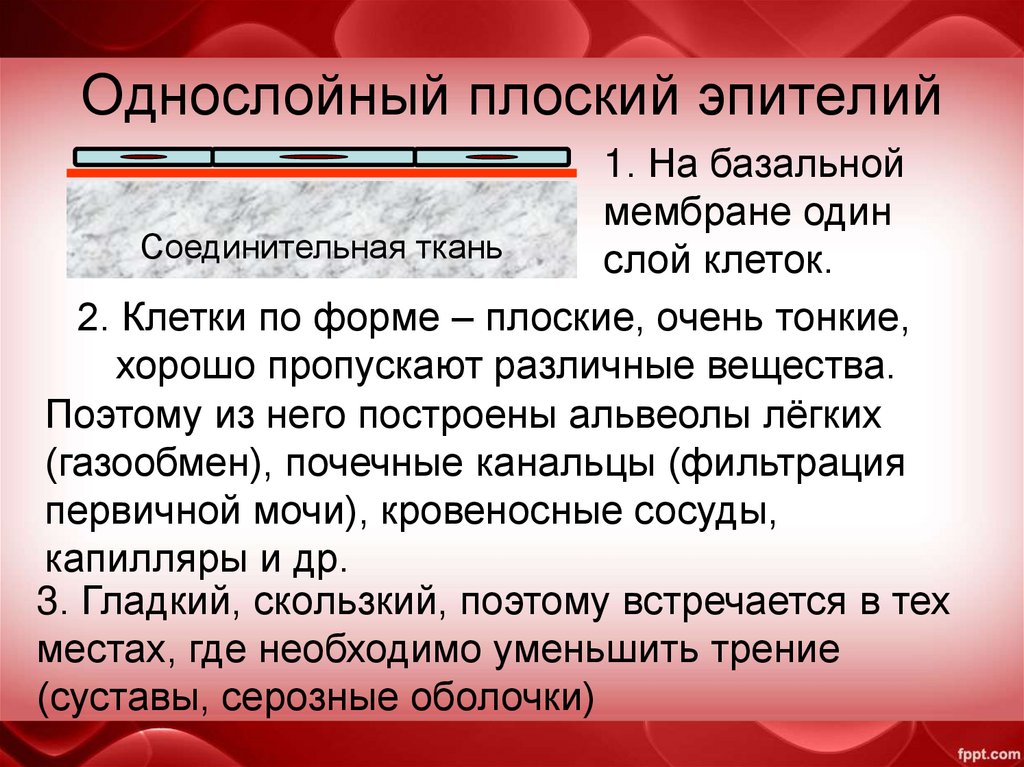 Однослойный плоский эпителий