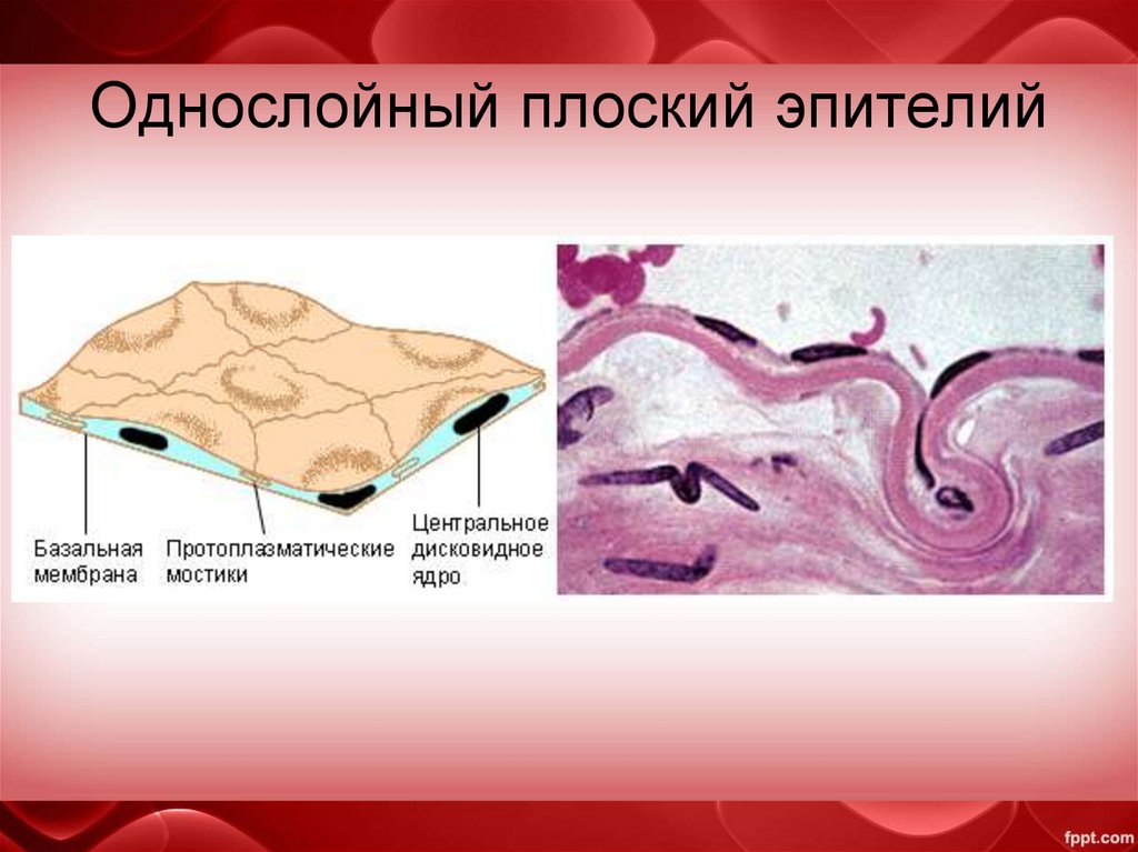 Однослойный плоский эпителий