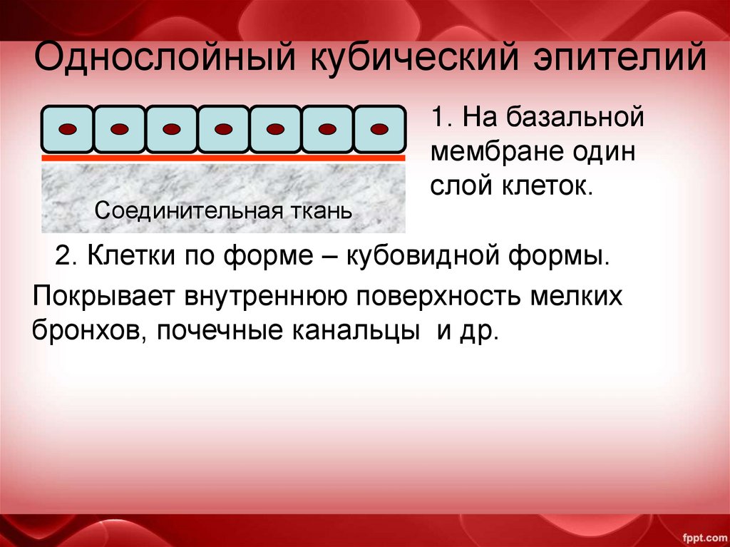 Однослойный кубический эпителий