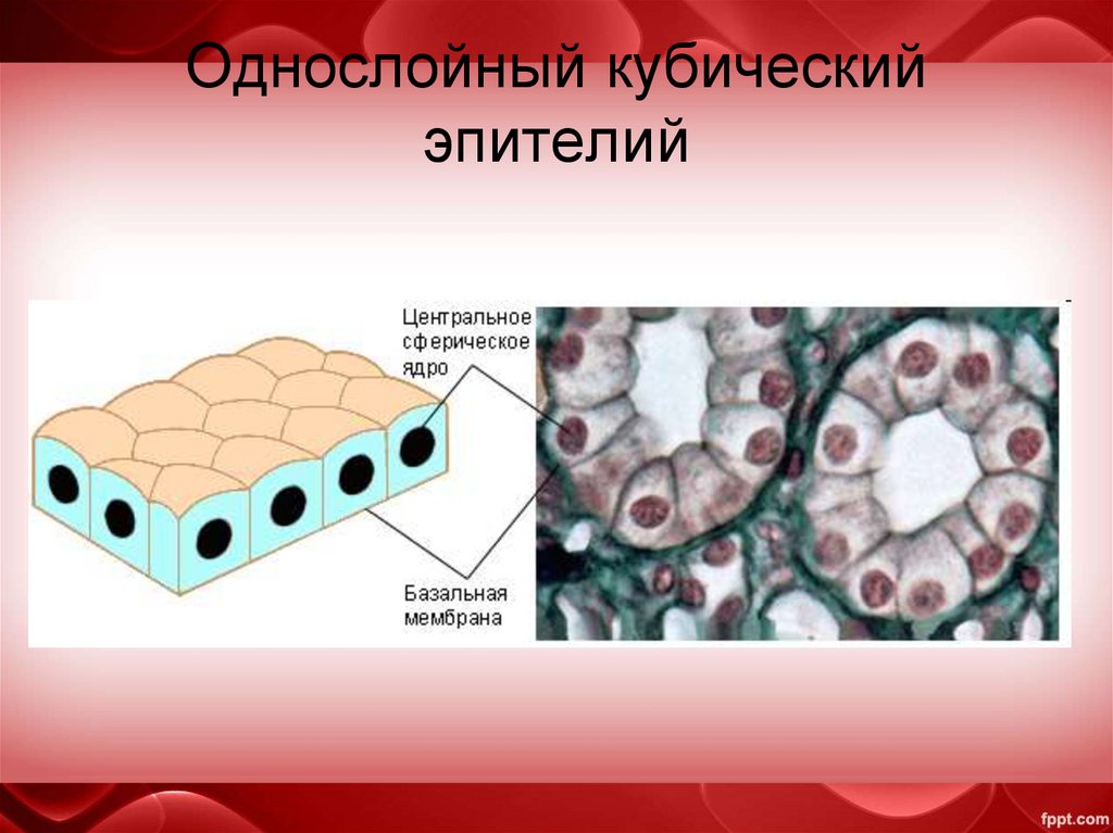 Однослойный кубический эпителий