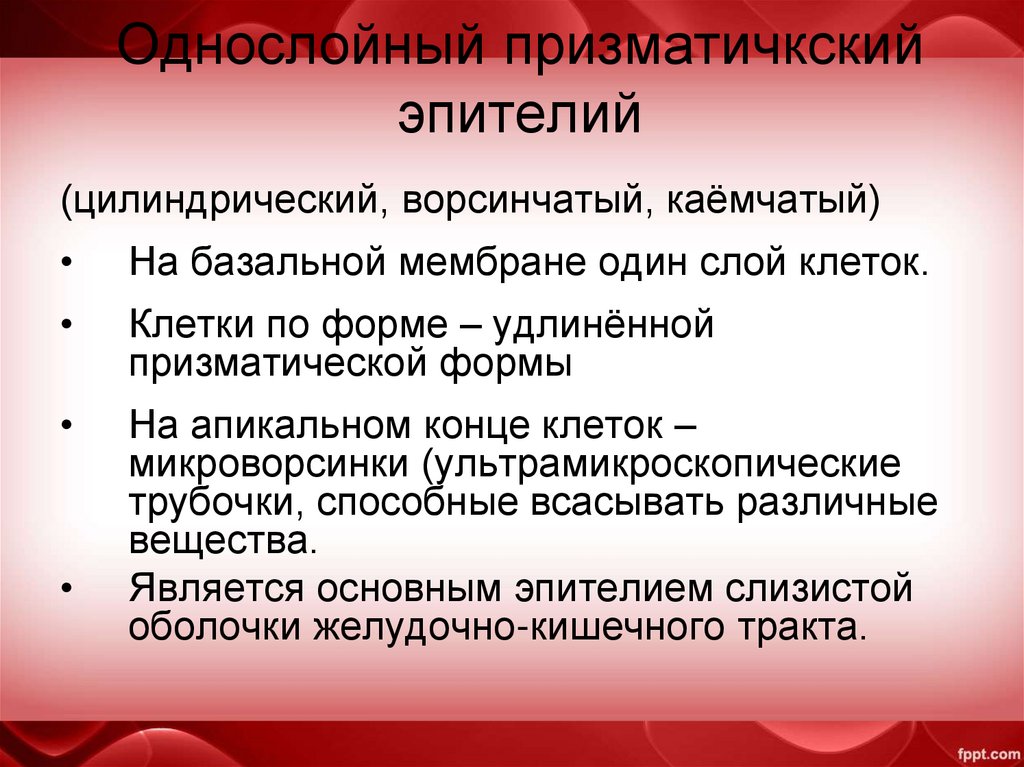 Однослойный призматичкский эпителий