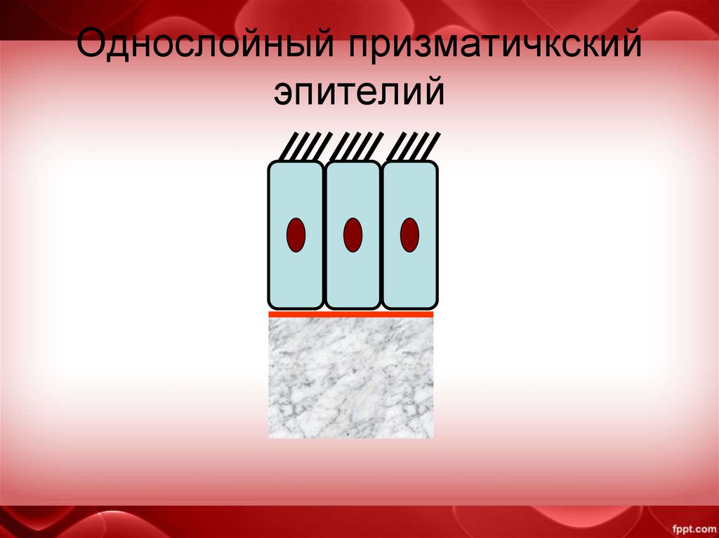 Однослойный призматичкский эпителий